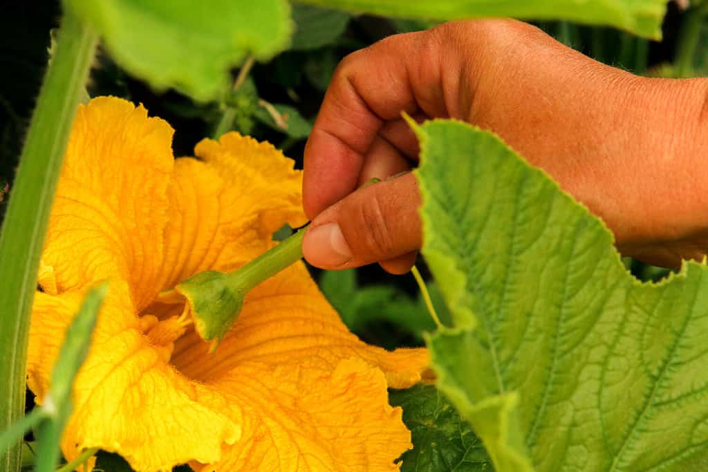 The flower of the zucchini plant is pollinated manually by the stamens of the male flower. Work in the garden in the spring pollination of plants.