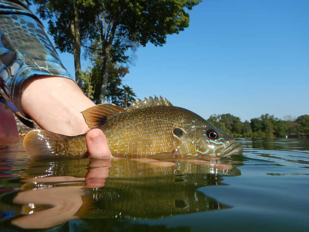 Fishing Detail of a Bluegill Sunfish at a Lake