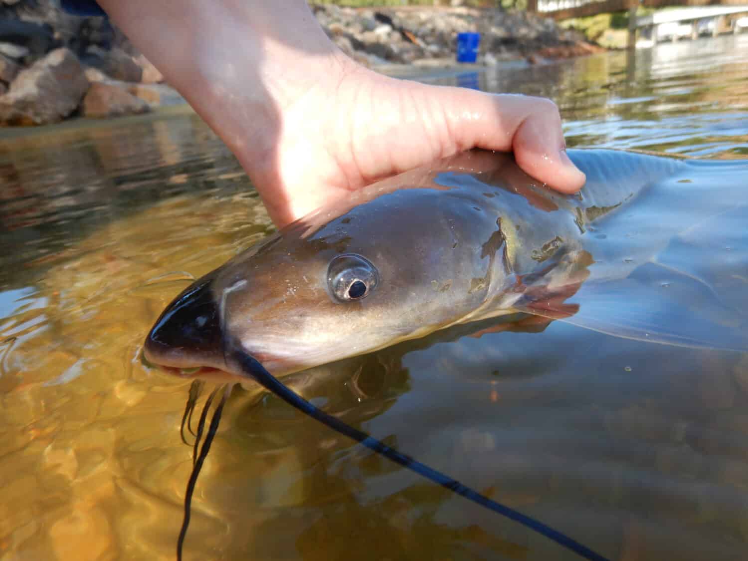 Close up of a Channel Catfish and Fisherman on a Lake