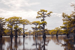 How Wide Is Caddo Lake in Texas? Picture