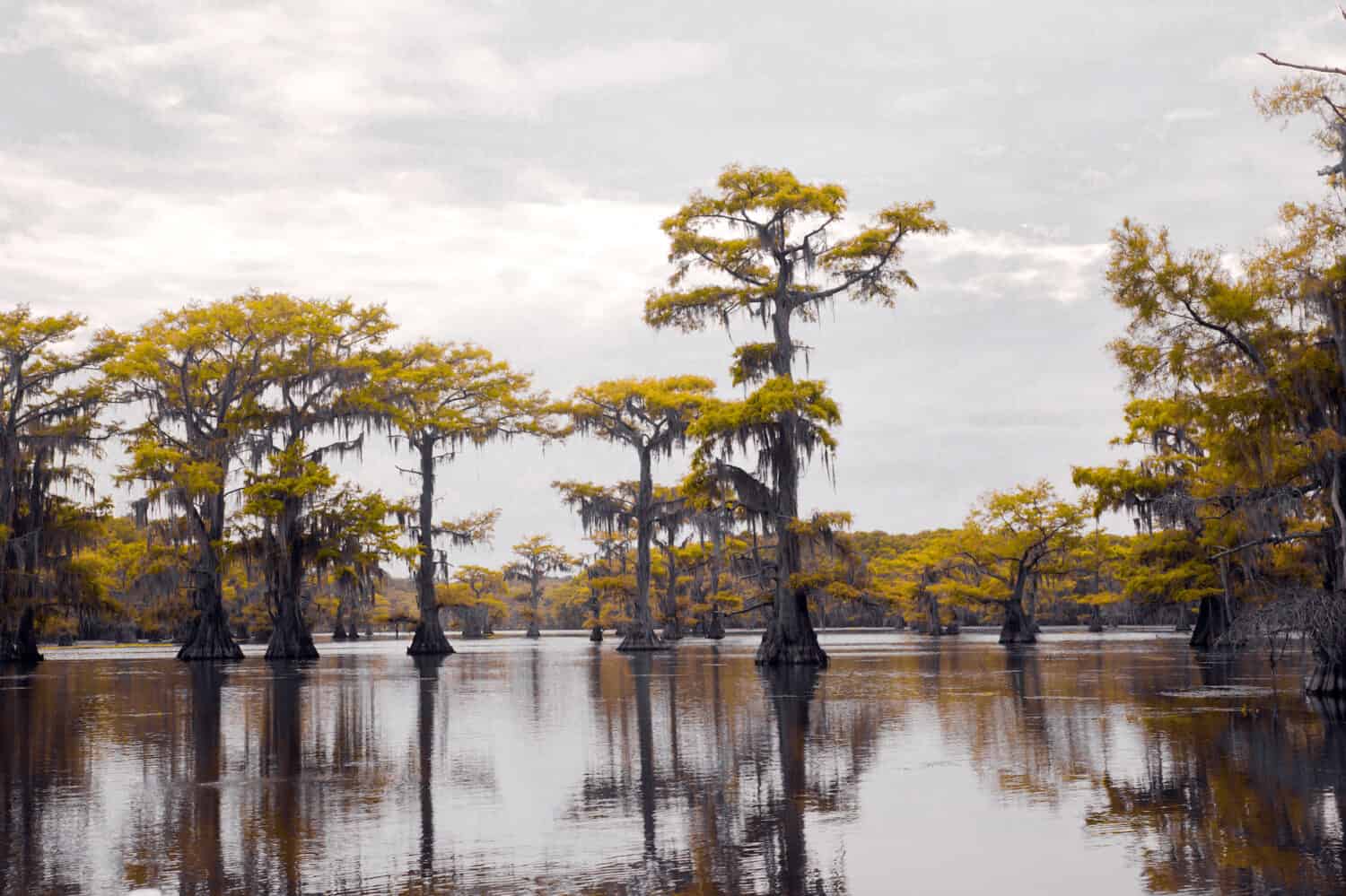 Yellow cypress tree in a swampy bayou on Caddo Lake.