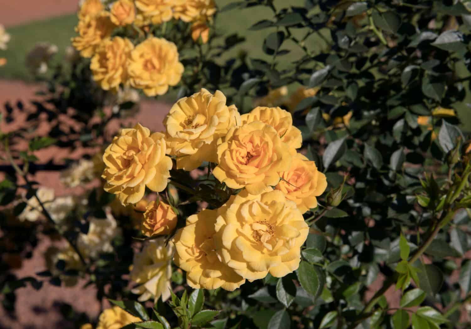 Roses spring blooming in the park. Beautiful Gold Medal Rose with flower clusters of intense yellow petals and iron staking, blooming in the garden.