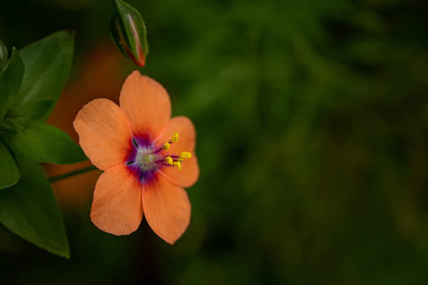 A closeup of a scarlet pimpernel in a field under the sunlight with a blurry background