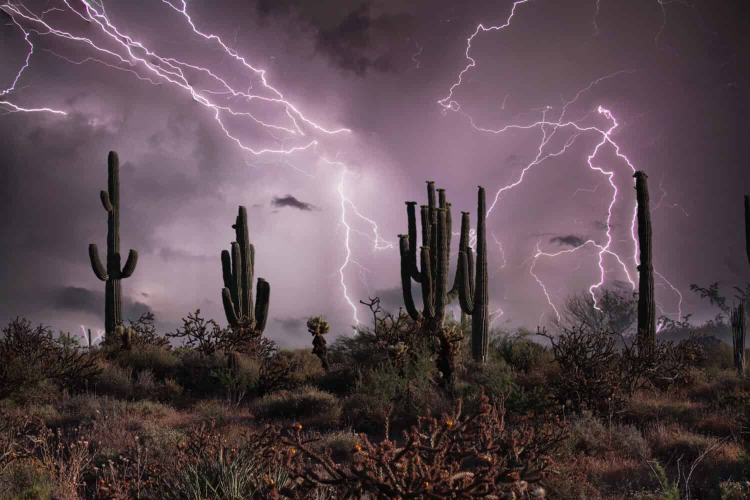 Saguaro Silhouette in Lighting Storm in Phoenix Arizona with a Purple Sky