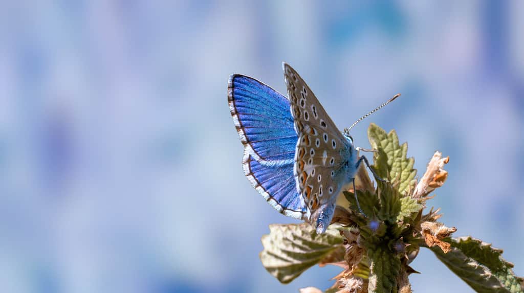 Nature background concept. One Adonis blue butterfly on a wild meadow flower ready to fly close up macro. Selective focus with blue blurred background. Beautiful summer meadow wallpaper.