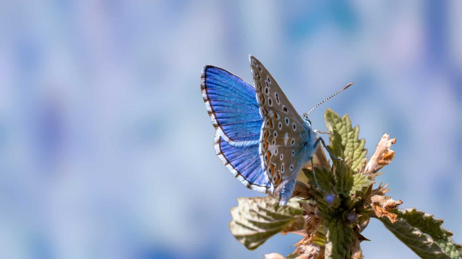 Nature background concept. One Adonis blue butterfly on a wild meadow flower ready to fly close up macro. Selective focus with blue blurred background. Beautiful summer meadow wallpaper. One of the rarest butterflies fluttering around England. 