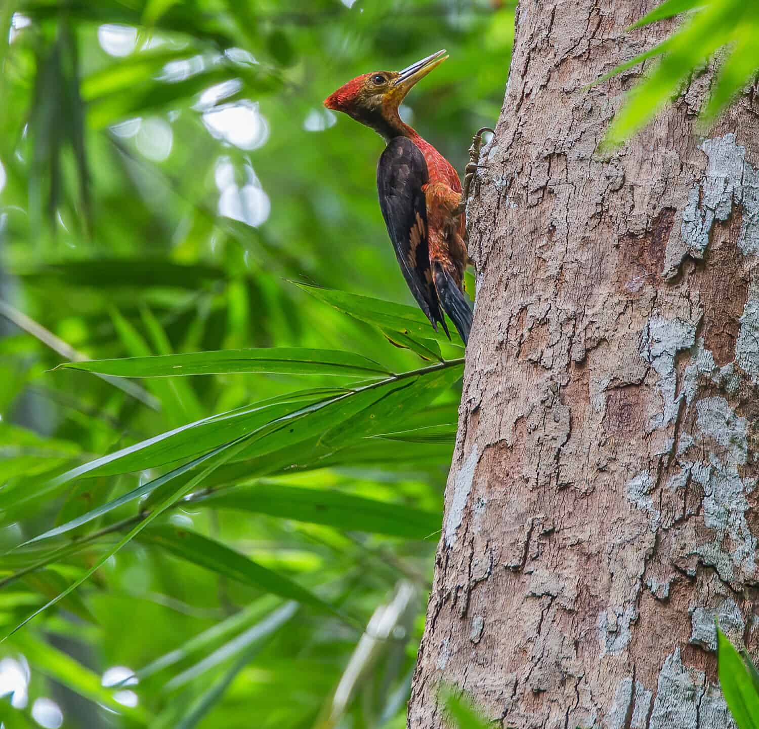 orange-backed woodpecker Reinwardtipicus validus climbing on a big tree