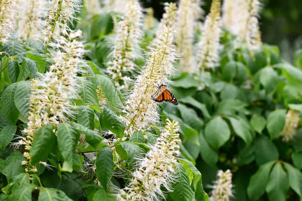 Panicles of scented white flowers of the sweet pepper bush, Clethra alnifolia. Sweetpepper bush ‘Hummingbird’.