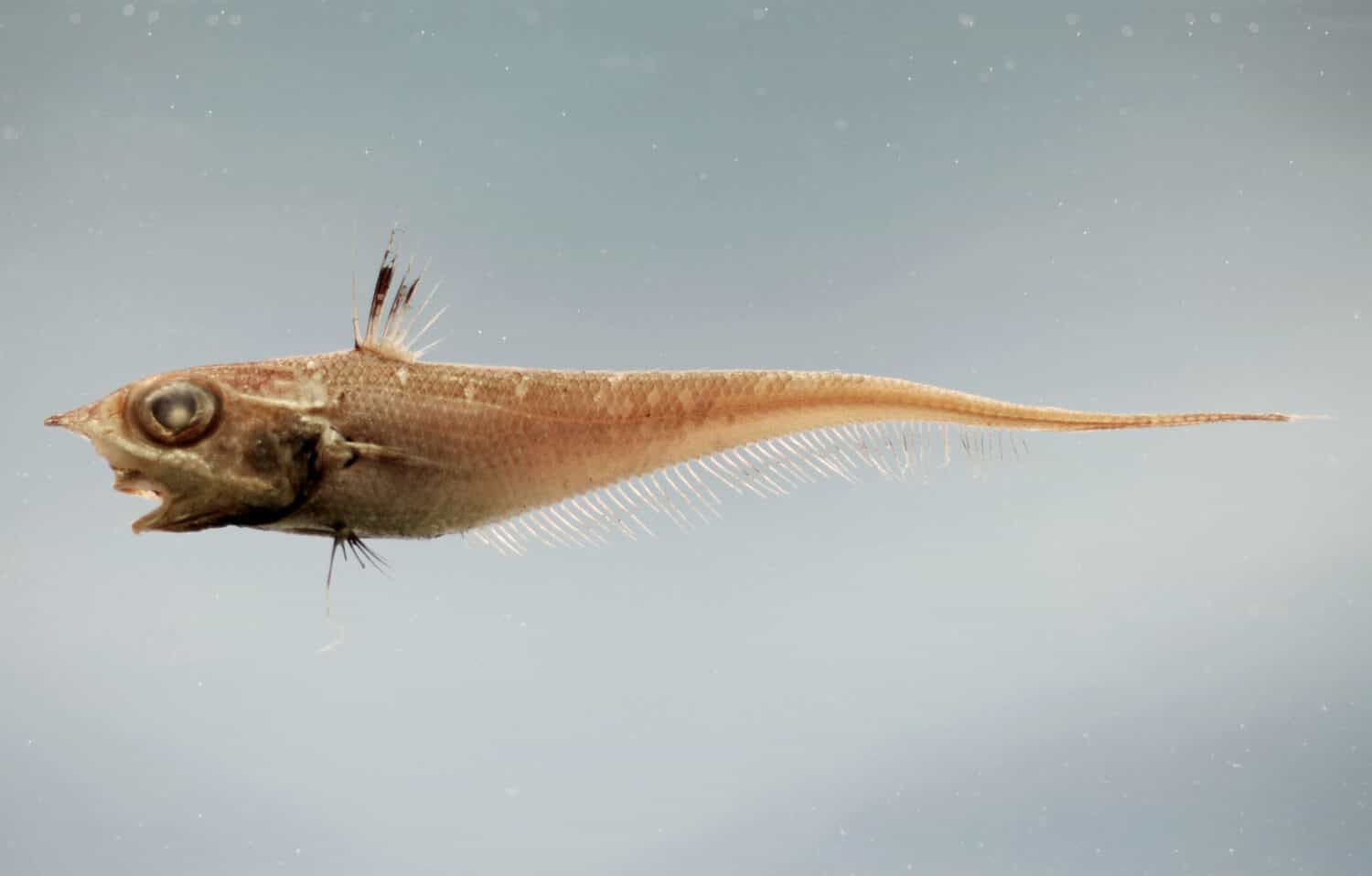 Hollowsnout grenadier or saddled grenadier ( Caelorinchus caelorhincus ). Gulf of Mexico, Fish specimen on a monochrome background