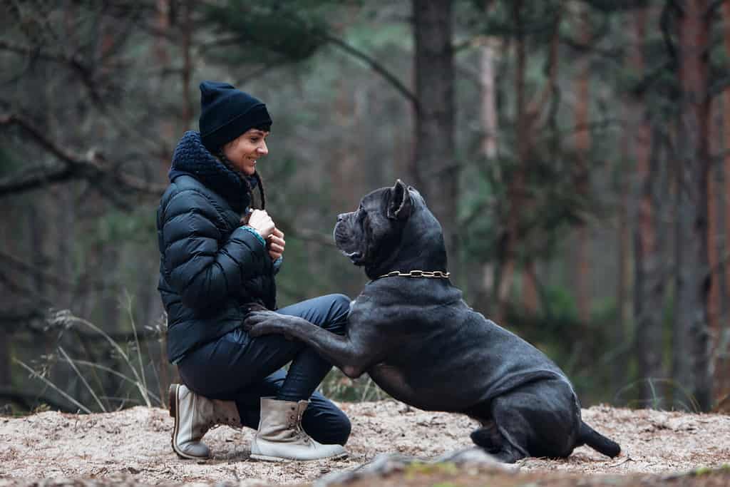 Woman and large, brindle colored cane corso mastiff in the forest