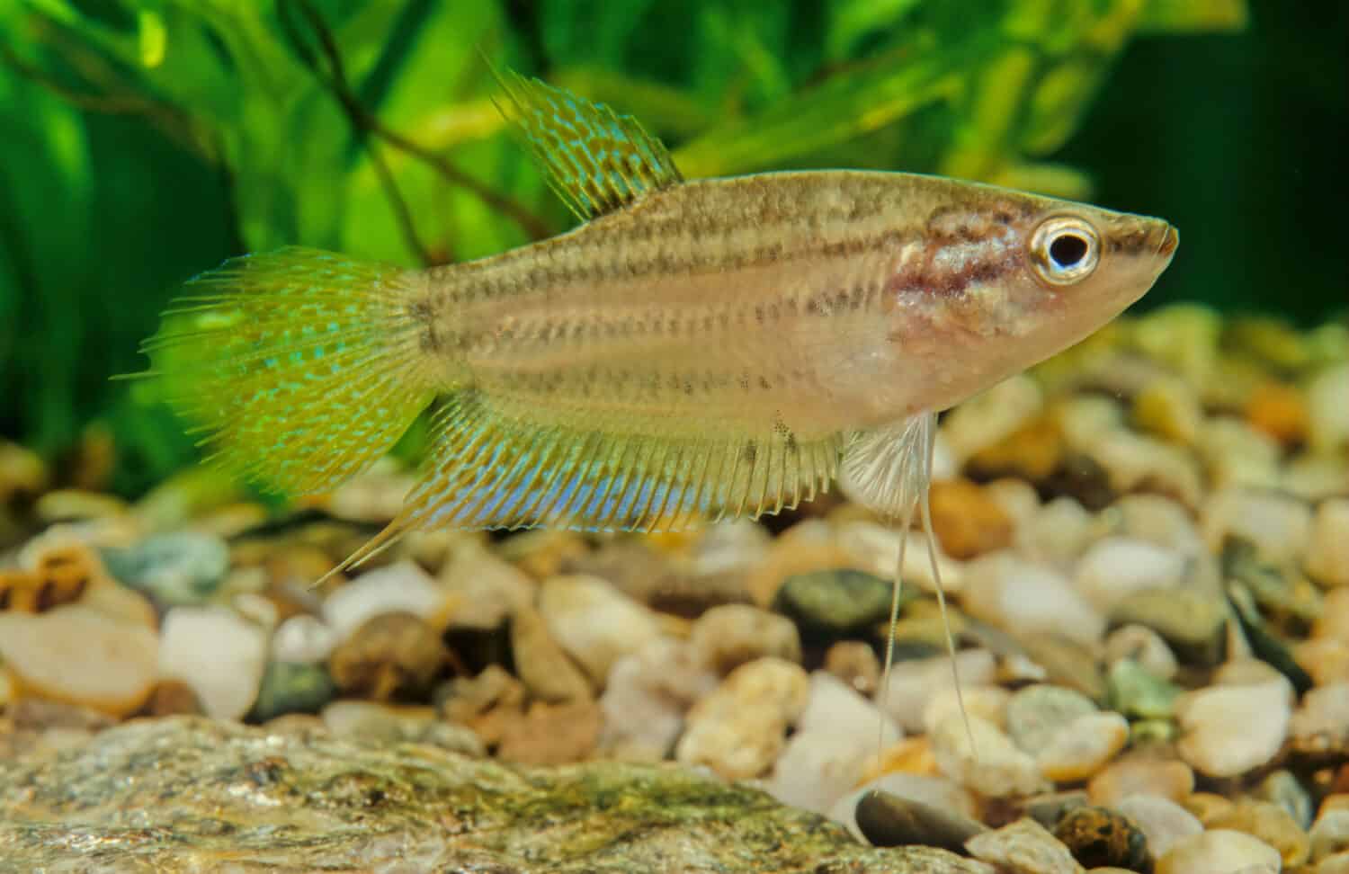 The croaking gourami (Trichopsis vittata) is a species of small freshwater labyrinth fish of the gourami family.