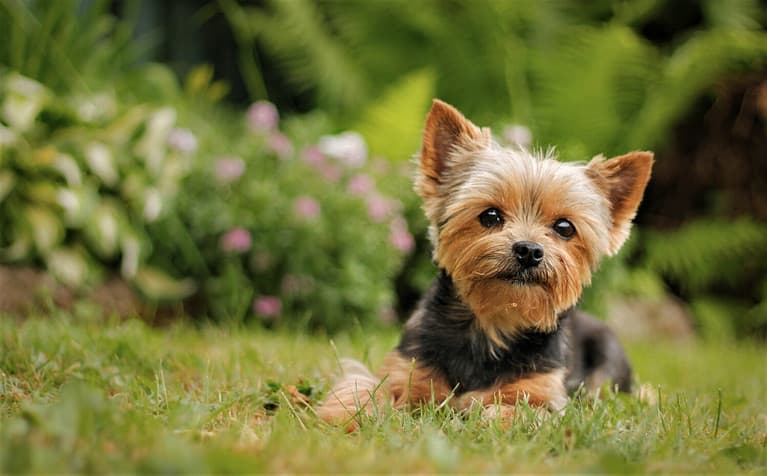 Yorkshire Terrier puppy sitting on the park grass