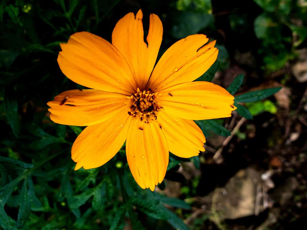 Lobed Tickseed (Coreopsis auriculata) blooming in the garden. Coreopsis auriculata is a North American plant species of the sunflower family.