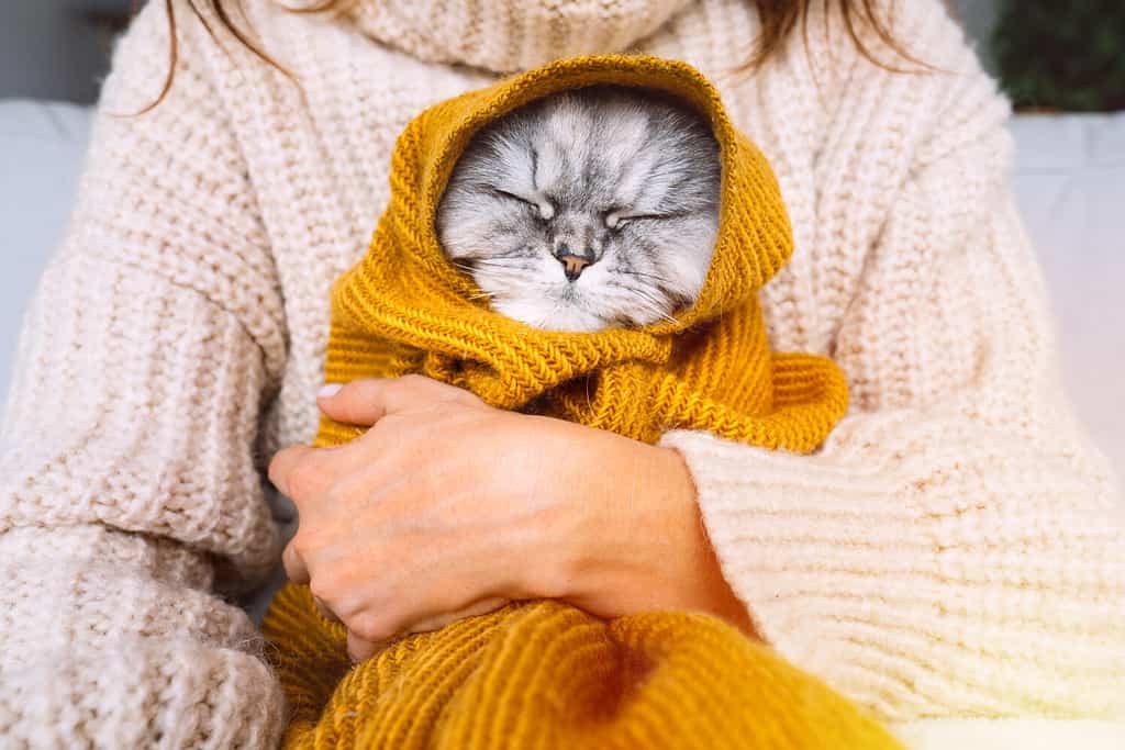 Woman in cozy sweater holding cute cat in plaid. Cat resting and warming under a soft blanket in cold autumn or winter weather. Cozy warm image