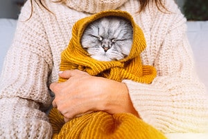 How Cold is Too Cold for Cats and When They Should Absolutely be Indoors Picture
