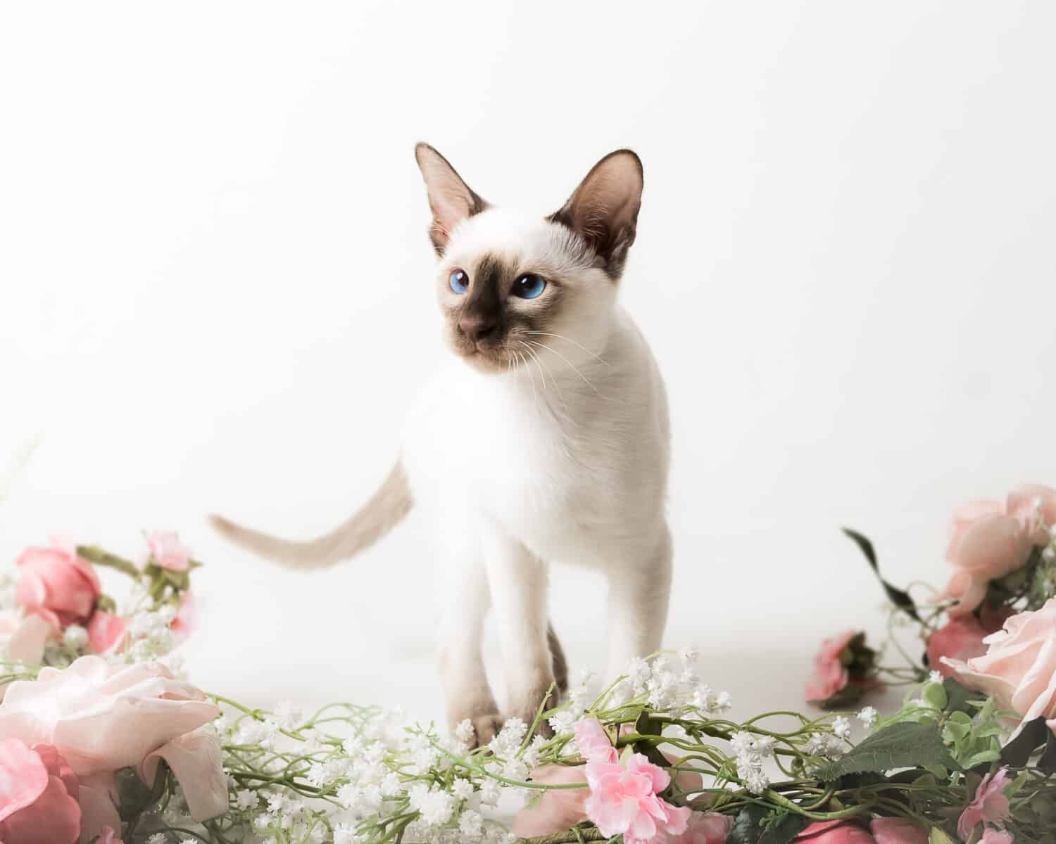 Chocolate point siamese kitten and flowers