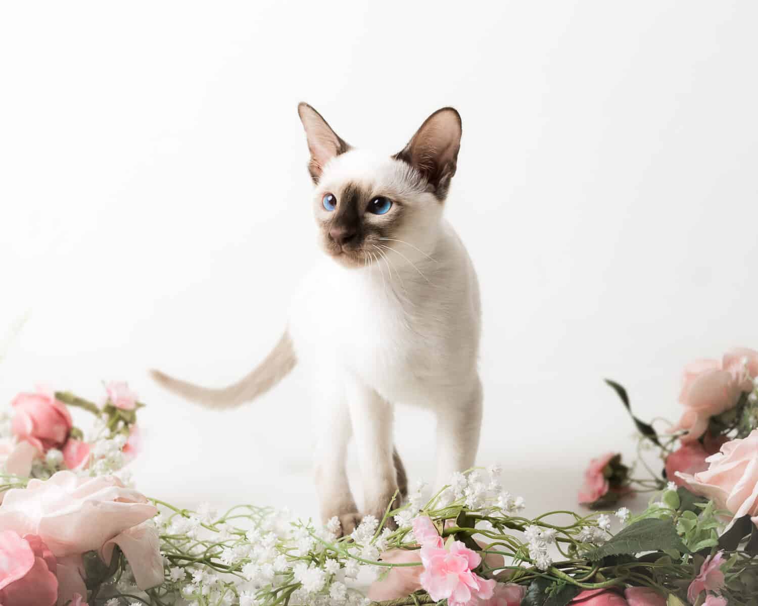 seal point siamese kitten