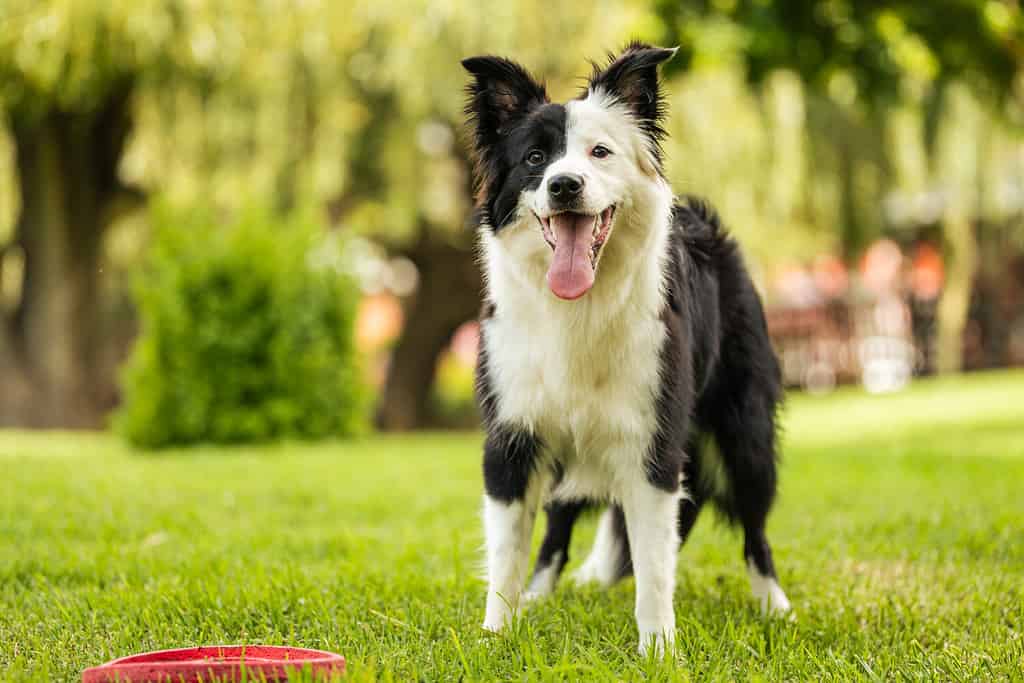 Young black and white border collie standing on grass with frisbee