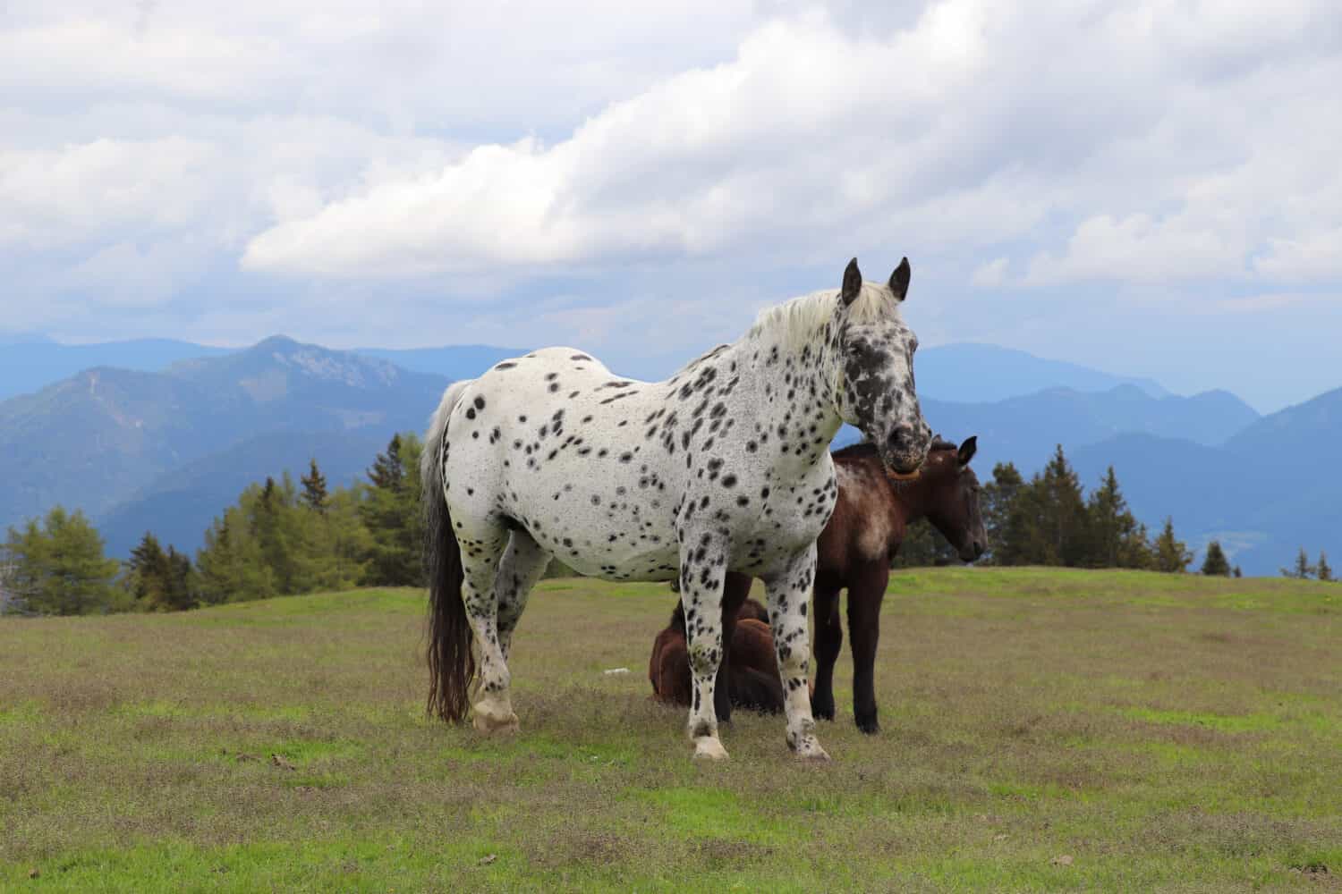 Noriker Horse (in Carinthia, Austria)