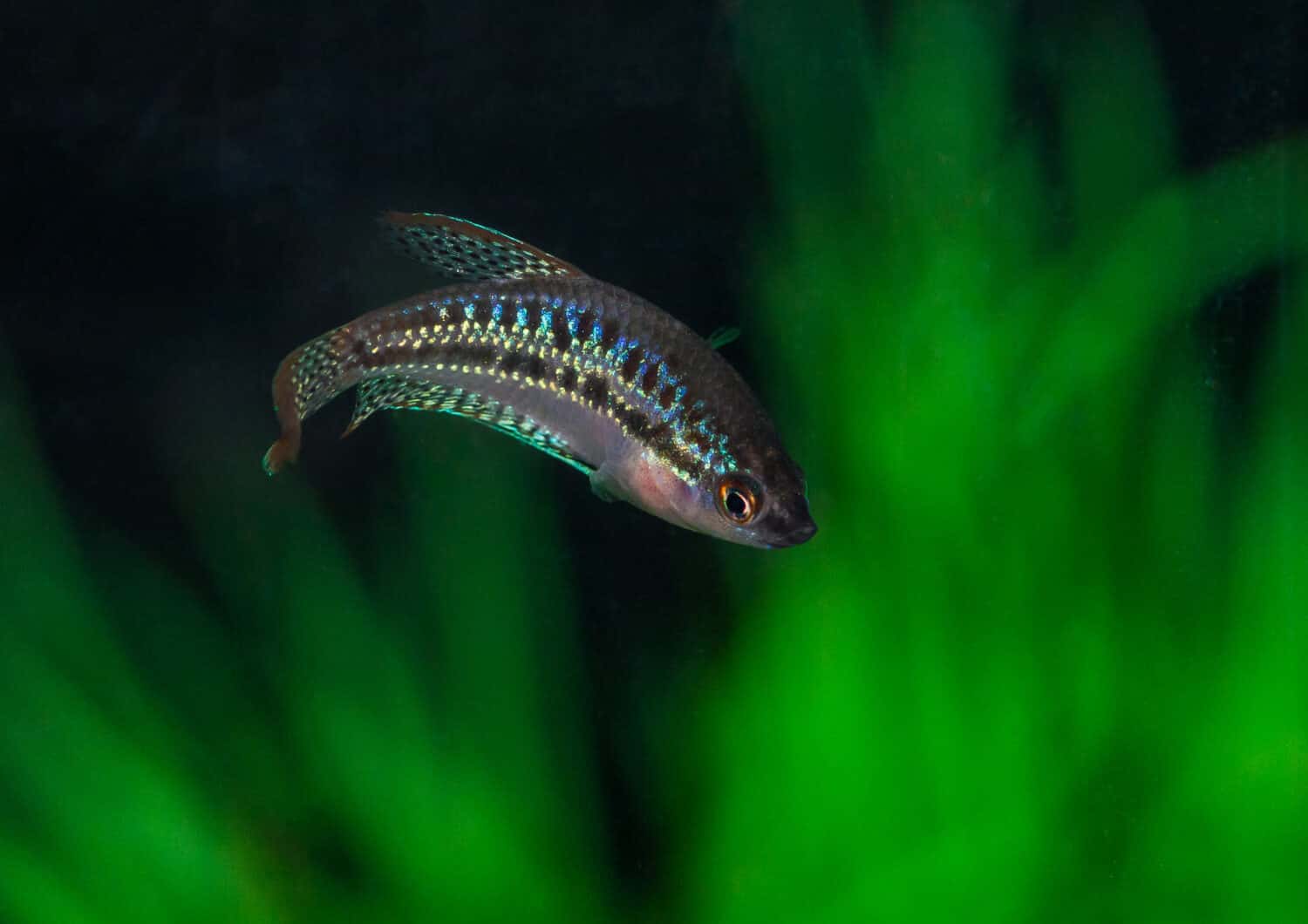 A macro shot of a sparkling gourami tropical fish.