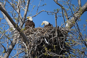Nesting Eagles Have a Family Dispute and Argue Over Where to Place a Stick in the Nest Picture
