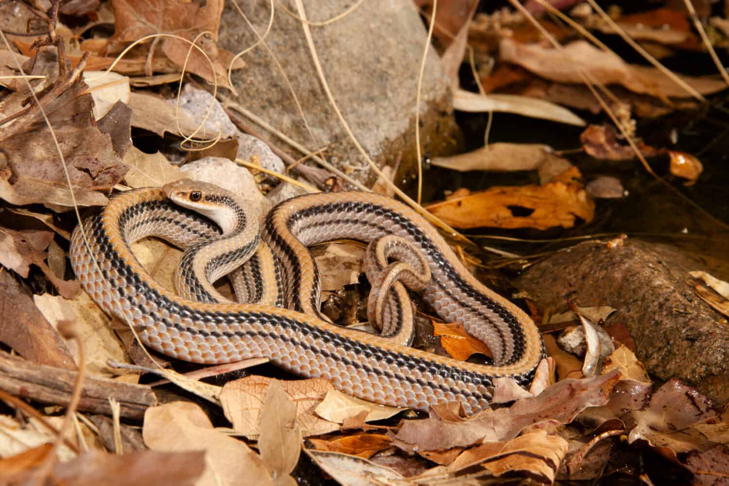 Western Patch-nosed Snake, Salvadora hexalepis,  Arizona, United States