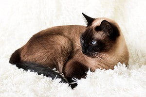 40 Memorable Siamese Cat Names to Browse Before You Choose Picture
