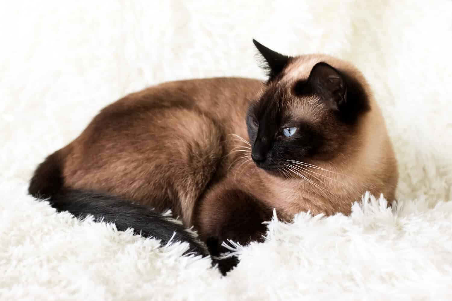 Thai Siamese point cat, with blue eyes, lying on the couch.