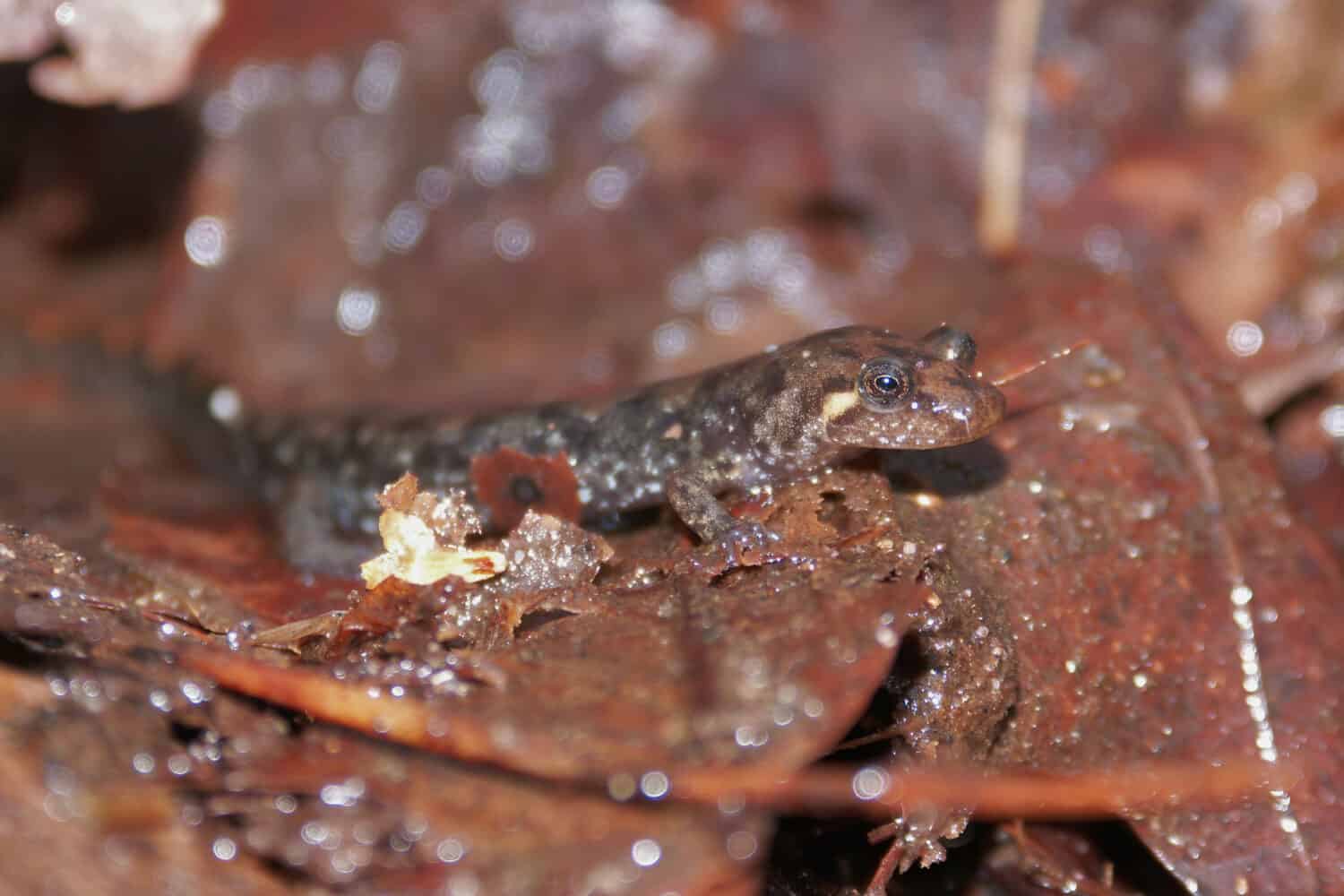 Closeup of a northern dusky salamander , Desmognathus fuscus , on the forrestfloor in some leaflitter