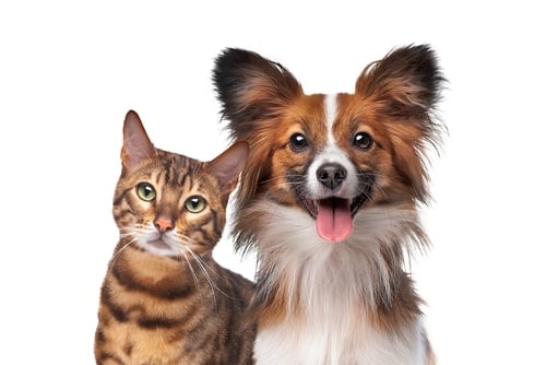 portrait of a dog and a cat looking at the camera in front of a white background