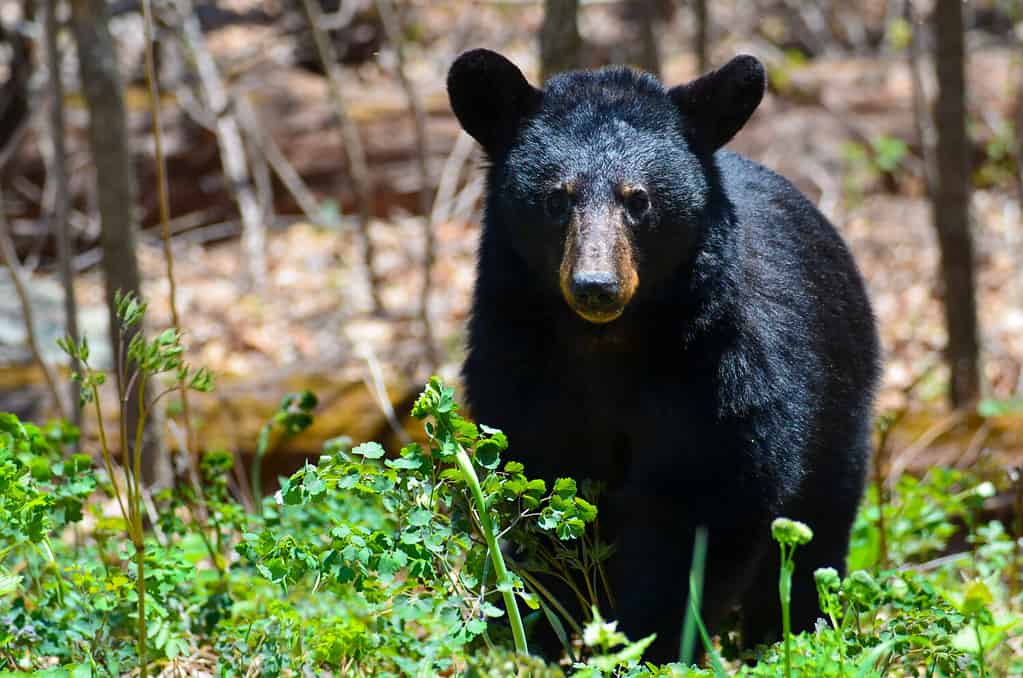 See a Big Black Bear Interrupt a Group of Hikers in the Smoky Mountains ...