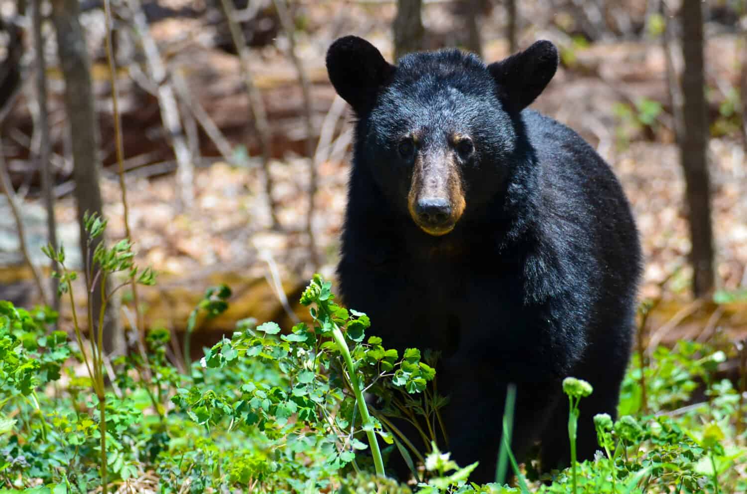 American Black Bear in Shenandoah National Park, Virginia