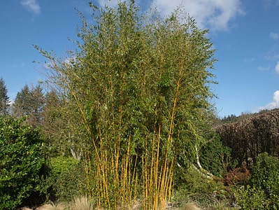 A Bamboo in Tennessee
