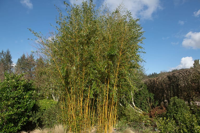 Bamboo Discover the Meanings, Symbolism, and Rich History AZ Animals