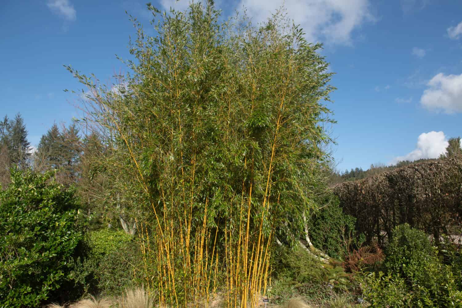 Winter Sun on the Evergreen Showy Yellow Groove Bamboo Plant (Phyllostachys aureosulcata f. spectabilis) Growing in a Garden in Rural Devon, England, UK