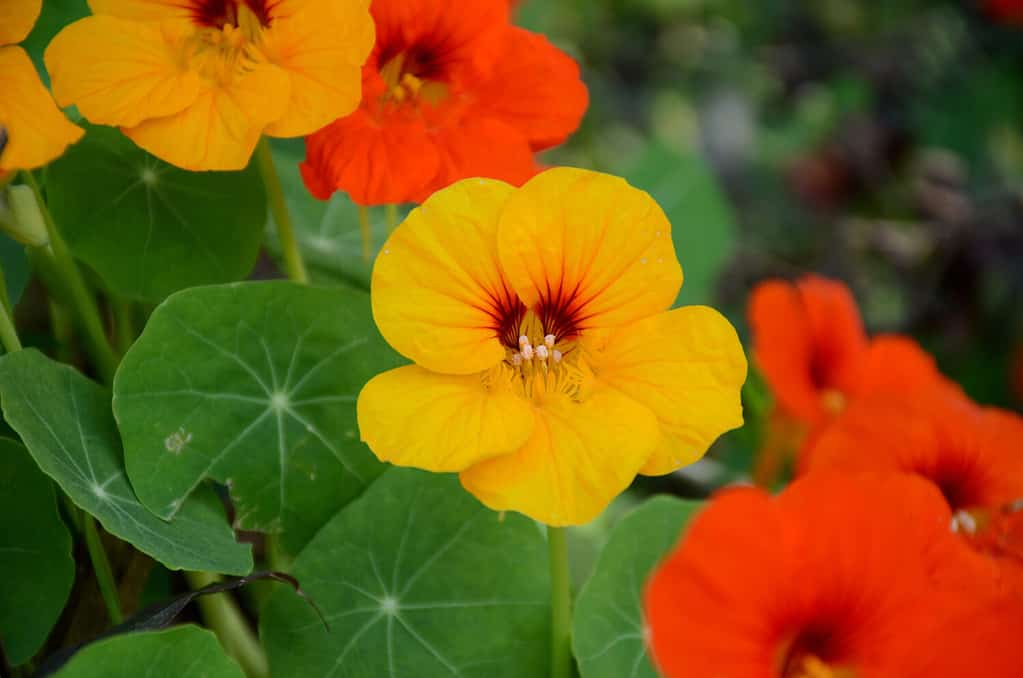 the yellow orange nasturtium flowers with vine and green leaves in the garden.