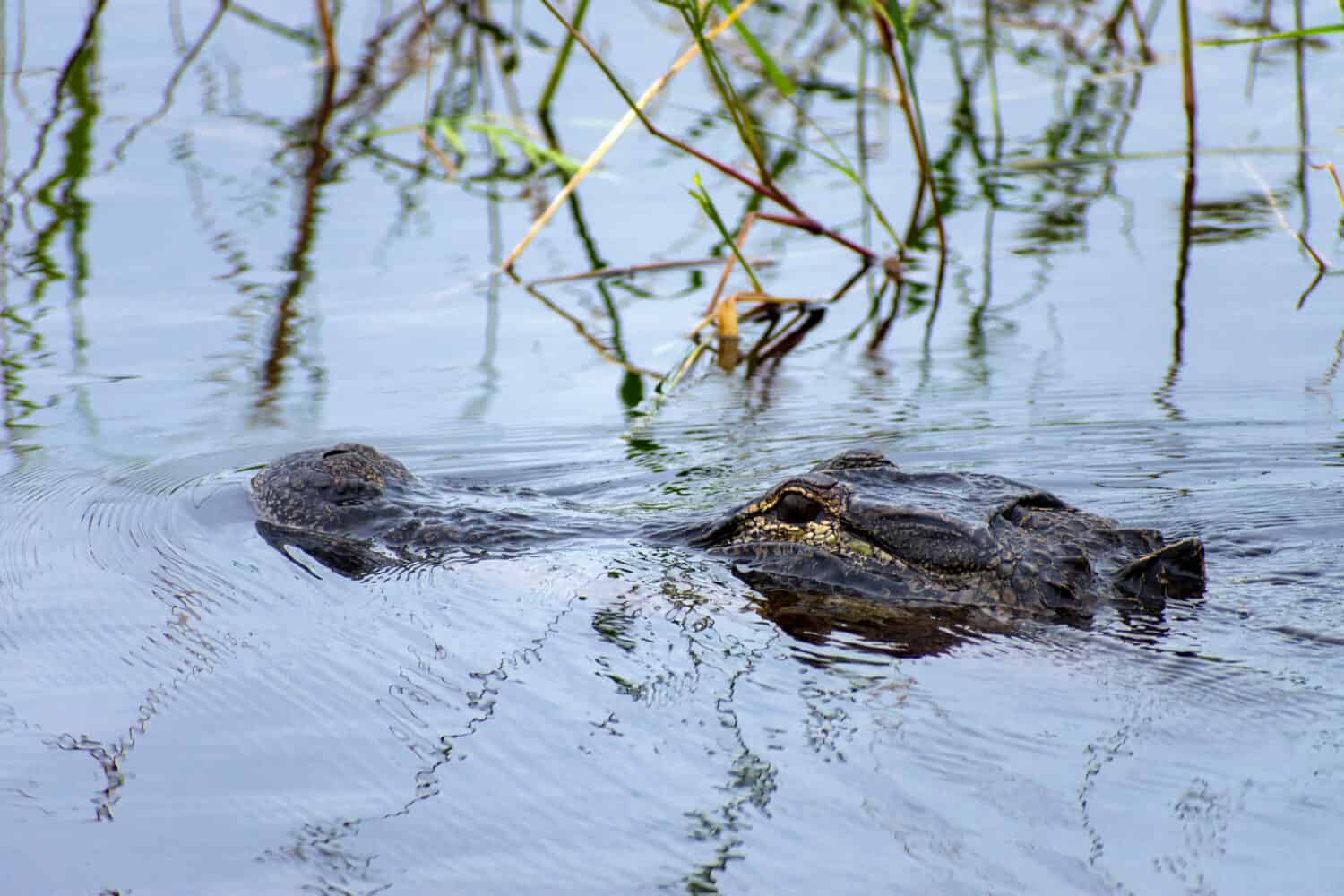 Alligator head poking out of the Water