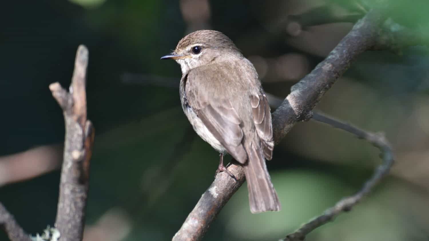 African Dusky Flycatcher, Muscicapa adusta, master insect catcher