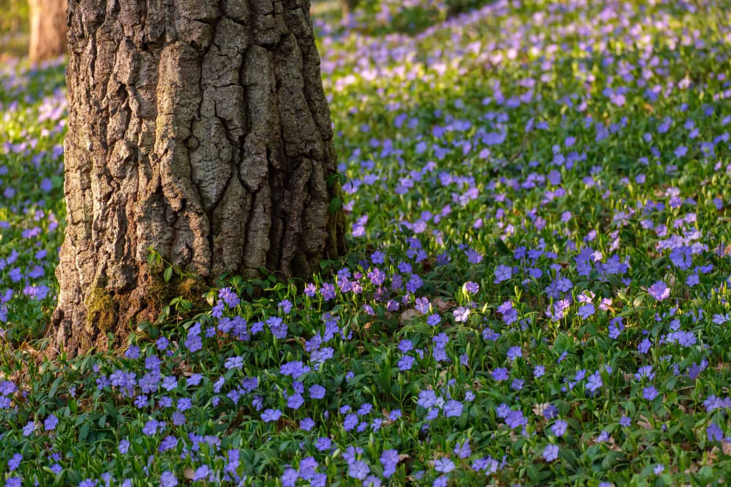 Blooming spring forest with old oak trees. Blooming and juicy Vinca minor under the trees, natural floral background pattern. Discover the beauty of the spring forest.