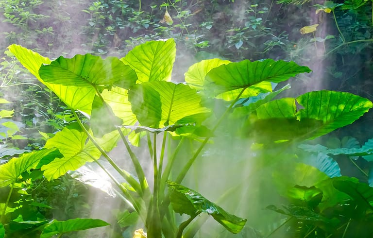 Giant Taro (Alocasia Macrorrhiza) leaves Xiamen China
