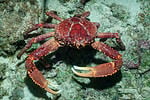 Most Rarest Invertebrates No Bones About It, Nature’s Most Amazing Invertebrates - A-Z Animals