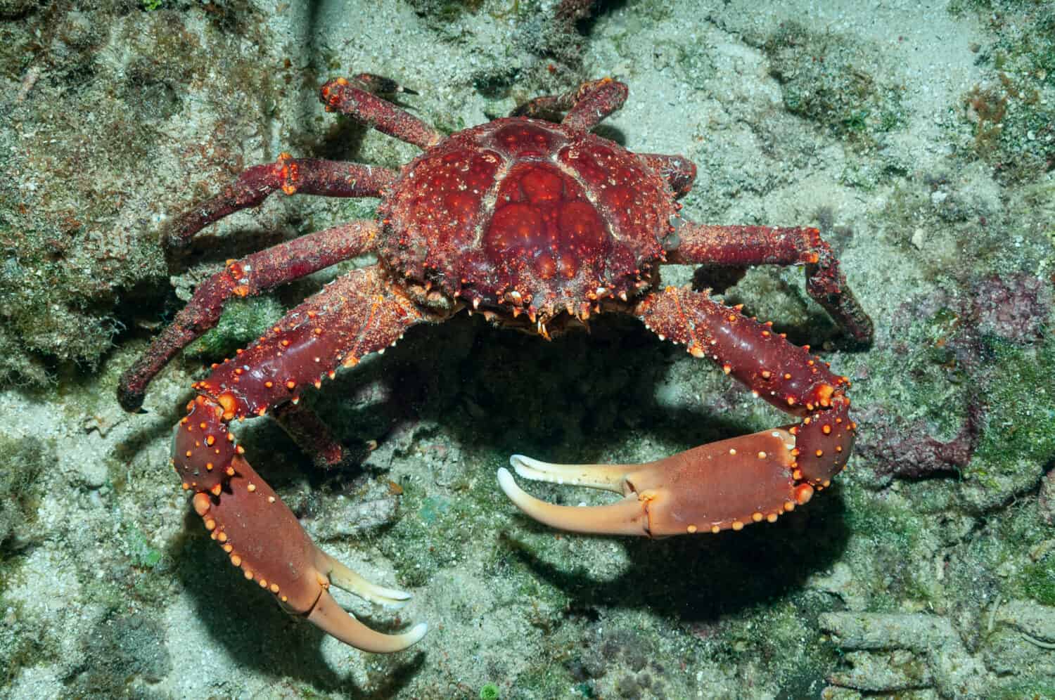 West Indian spider crab, channel clinging crab, reef spider crab or coral crab (Mithrax spinosissimus) Roatan, Honduras