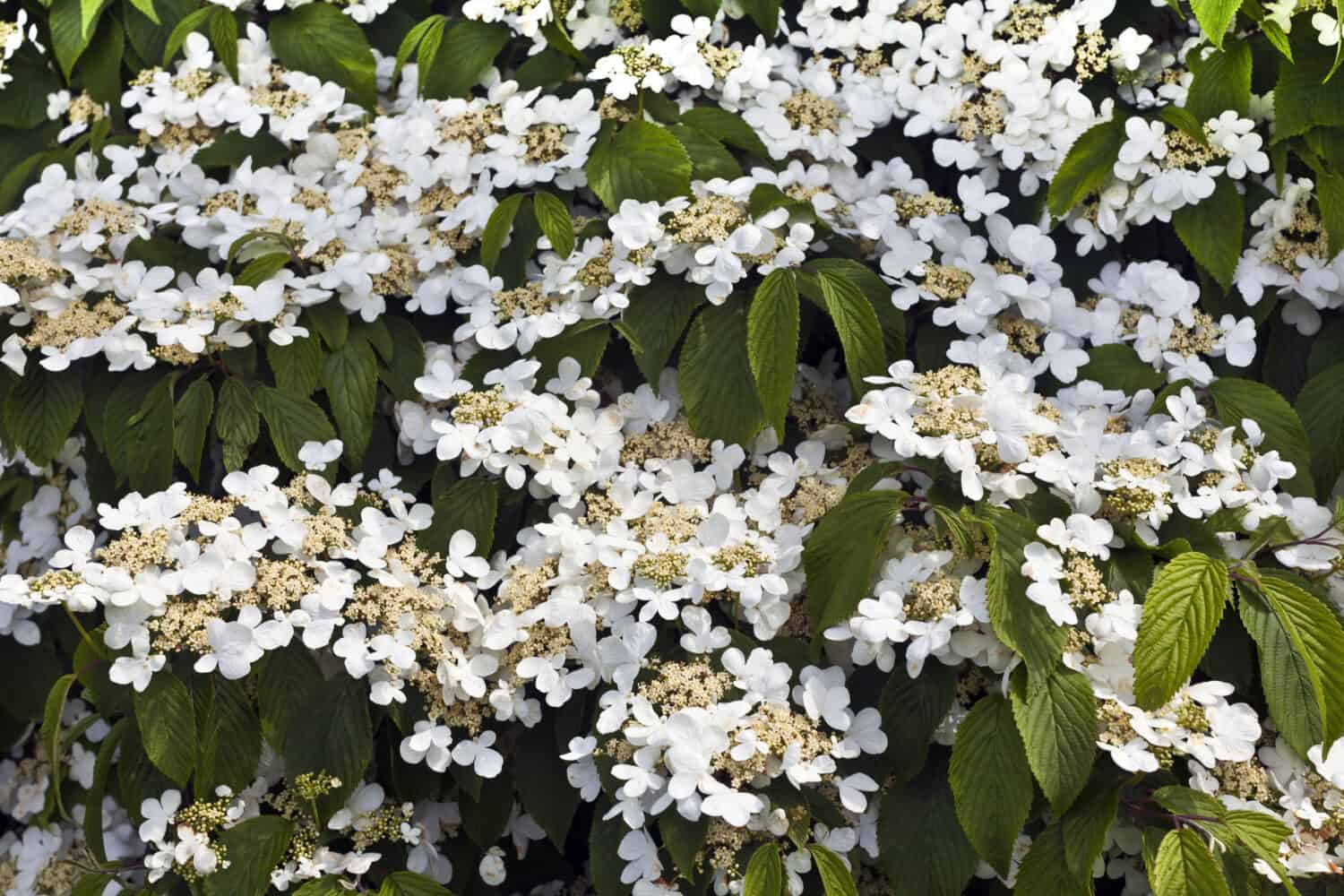 Hobblebush flowering shrub in a spring garden