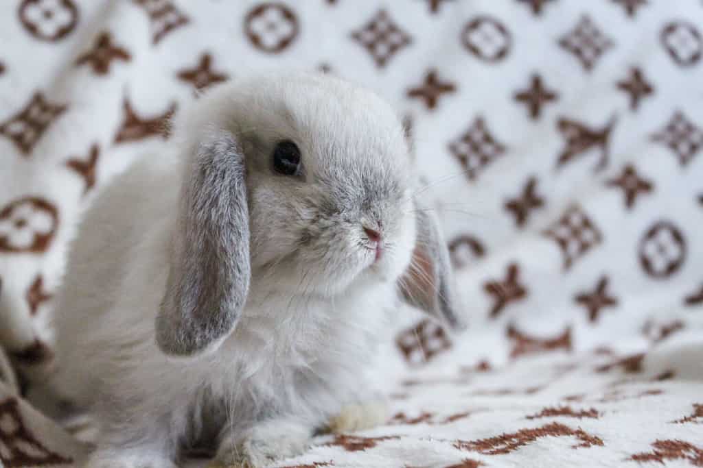 5 cheapest rabbits to keep as pets
