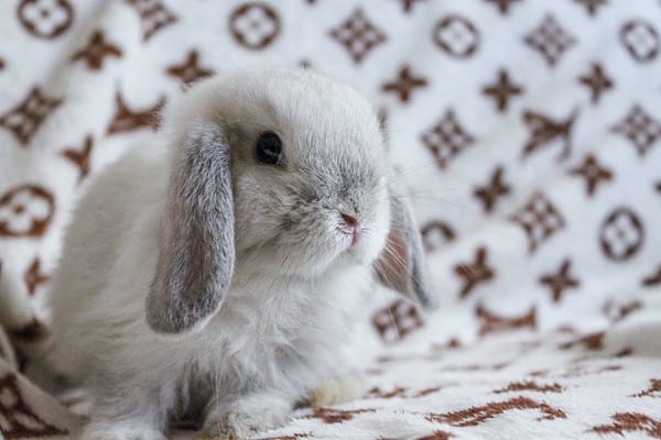 5 Cheapest Rabbits to Keep as Pets - A-Z Animals