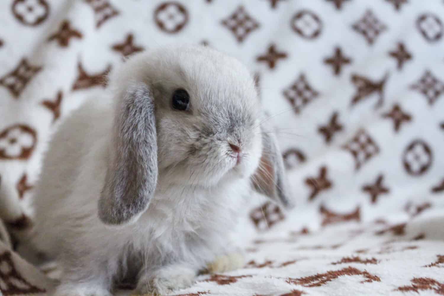 Cute White Rabbit with long ears
