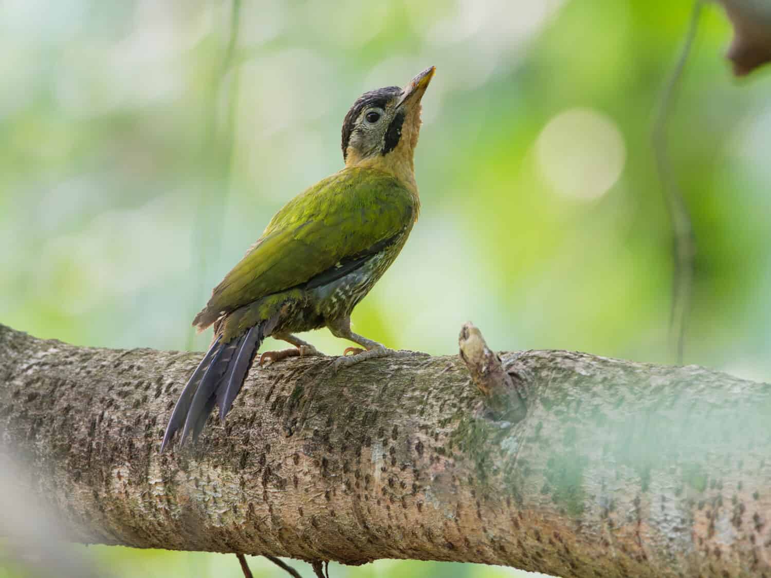 The laced woodpecker (Picus vittatus) is a species of bird in the family Picidae. It is found throughout Southeast Asia, Cambodia, China, Indonesia, Laos, Malaysia, Myanmar, Singapore.