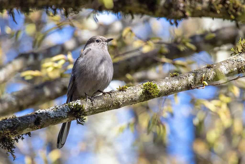 Townsend's Solitaire at Vancouver British Columbia, Canada, north american