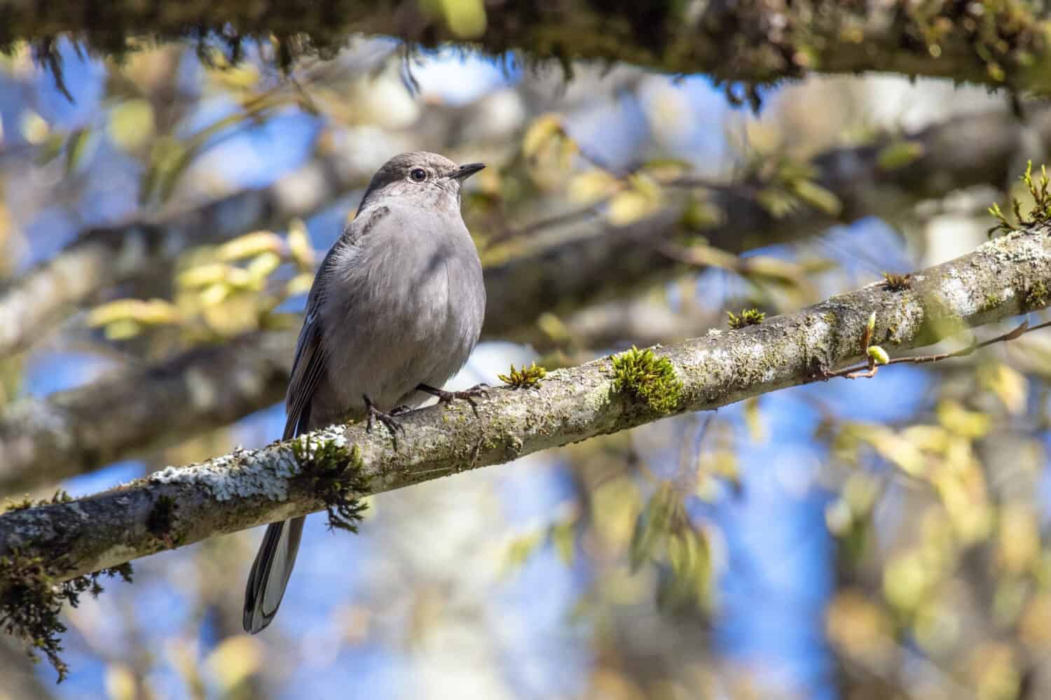 Townsend's Solitaire at Vancouver British Columbia,  Canada,  north american