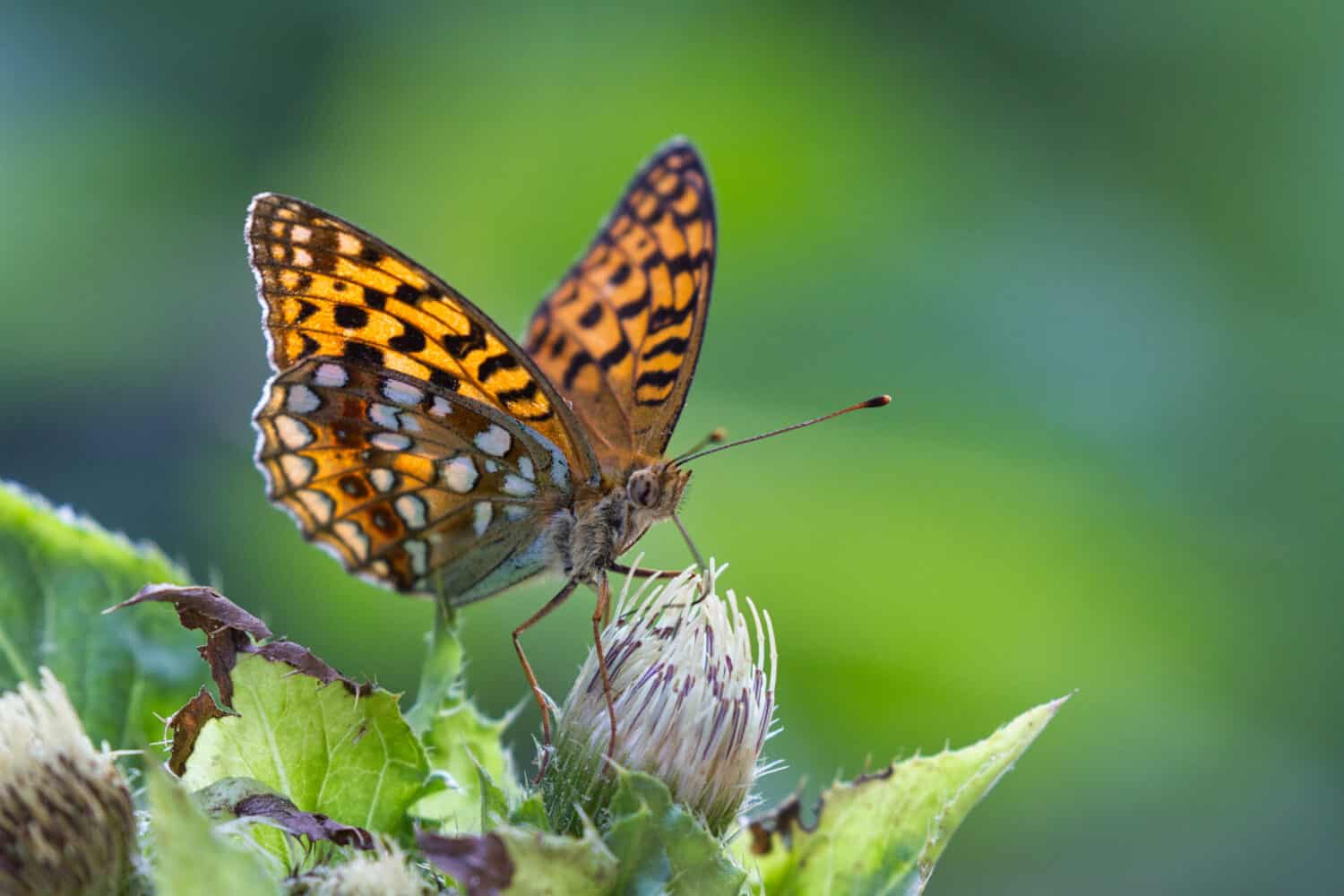 High brown fritillary on thistle